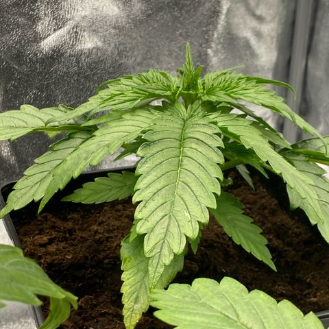 Royal Gorilla Automatic  growlog timeline photo