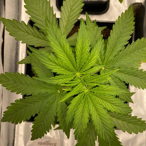 Milky Way growlog timeline photo