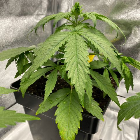 Milky Way growlog timeline photo