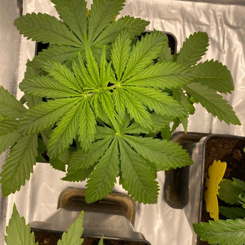 Milky Way growlog timeline photo