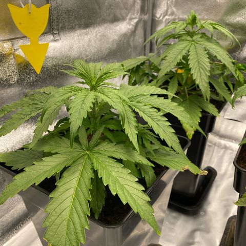 Milky Way growlog timeline photo