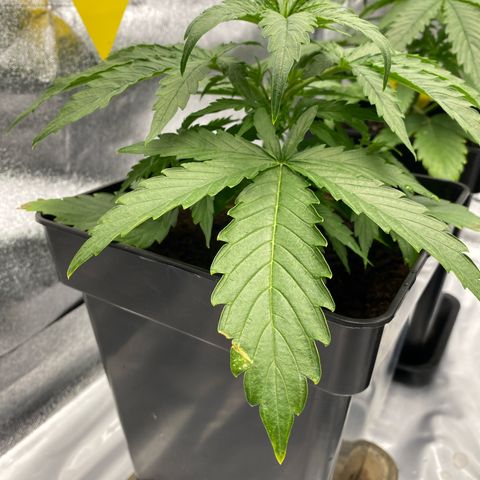 Milky Way growlog timeline photo