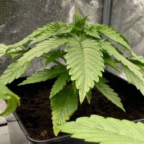 Royal Gorilla Automatic  growlog timeline photo
