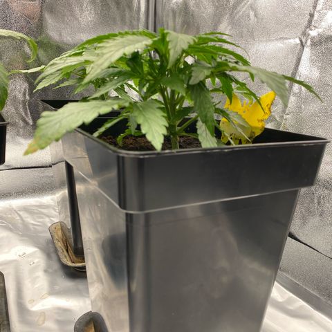 Royal Gorilla Automatic  growlog timeline photo