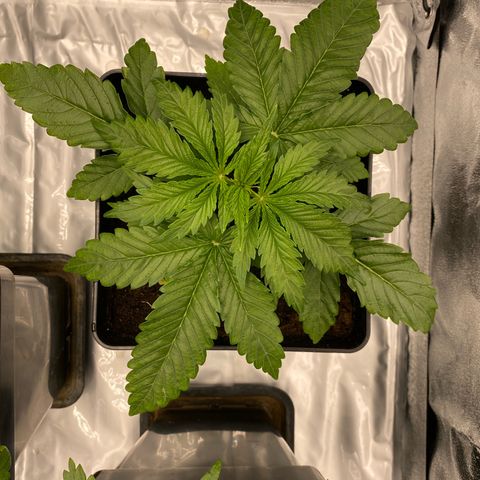Royal Gorilla Automatic  growlog timeline photo