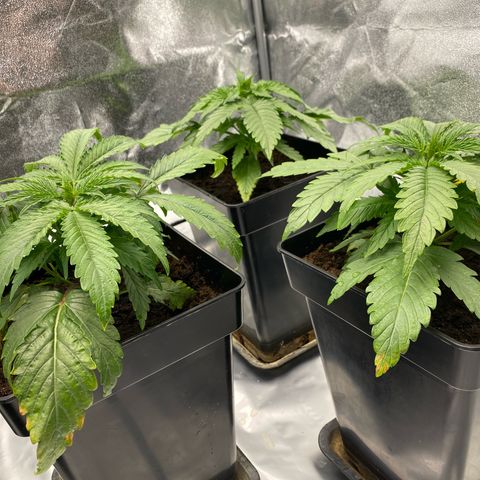Royal Gorilla Automatic  growlog timeline photo