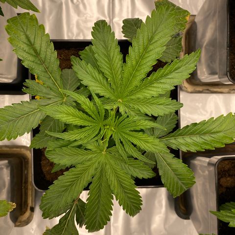 Royal Gorilla Automatic  growlog timeline photo