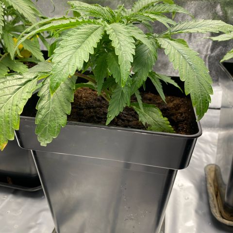 Royal Gorilla Automatic  growlog timeline photo