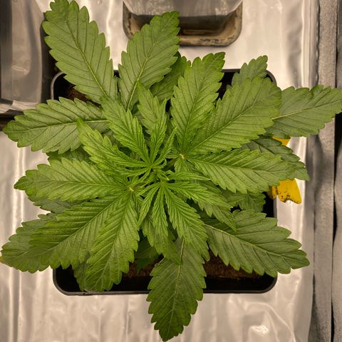 Royal Gorilla Automatic  growlog timeline photo
