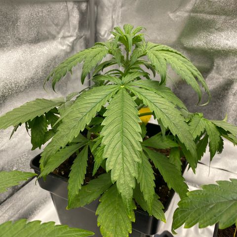 Milky Way growlog timeline photo