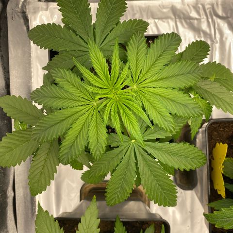Milky Way growlog timeline photo