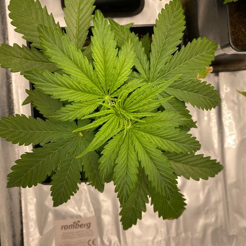 Milky Way growlog timeline photo