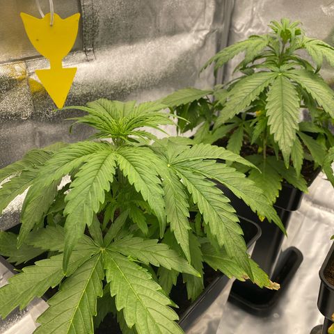 Milky Way growlog timeline photo