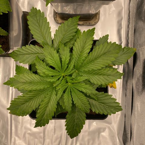 Royal Gorilla Automatic  growlog timeline photo