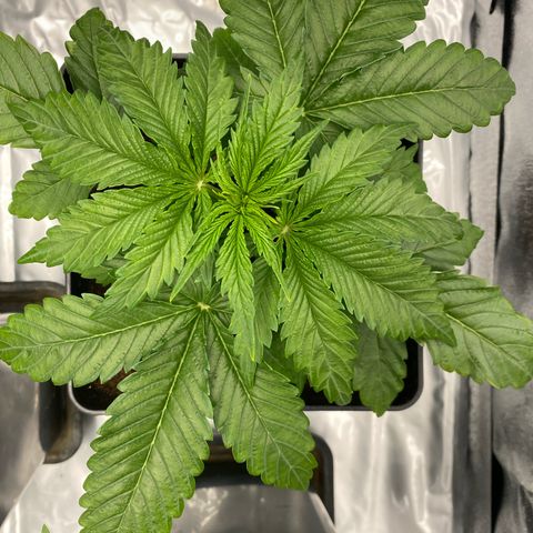 Royal Gorilla Automatic  growlog timeline photo