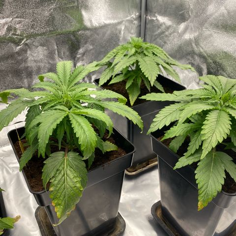 Royal Gorilla Automatic  growlog timeline photo