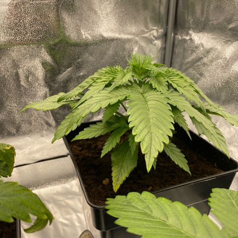 Royal Gorilla Automatic  growlog timeline photo