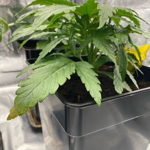 Royal Gorilla Automatic  growlog timeline photo