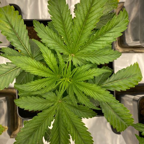 Royal Gorilla Automatic  growlog timeline photo