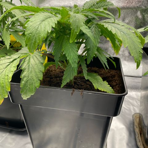 Royal Gorilla Automatic  growlog timeline photo
