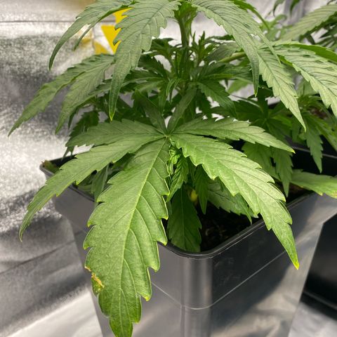 Milky Way growlog timeline photo