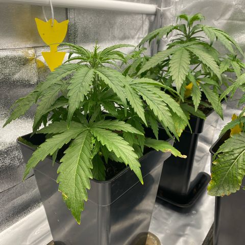 Milky Way growlog timeline photo