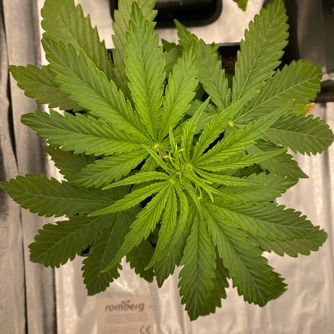 Milky Way growlog timeline photo
