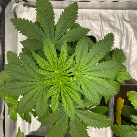 Milky Way growlog timeline photo