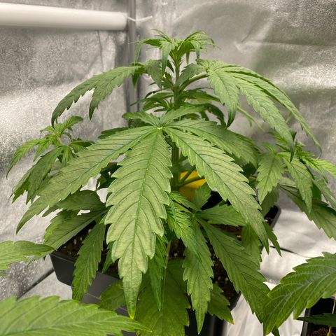 Milky Way growlog timeline photo