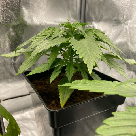Royal Gorilla Automatic  growlog timeline photo