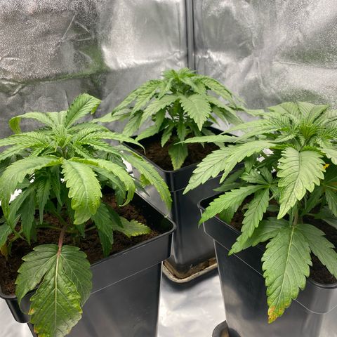 Royal Gorilla Automatic  growlog timeline photo