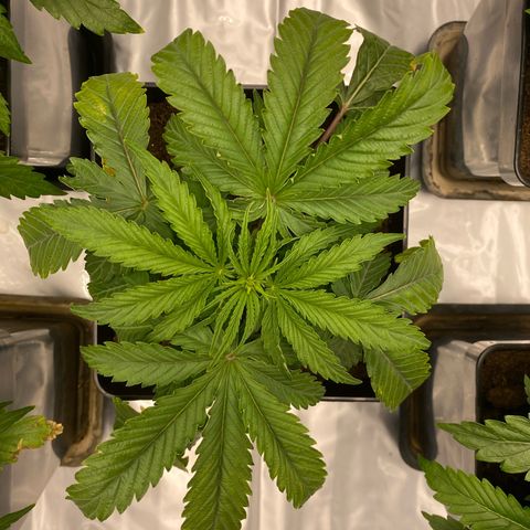 Royal Gorilla Automatic  growlog timeline photo