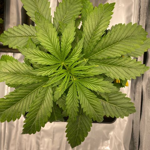 Royal Gorilla Automatic  growlog timeline photo
