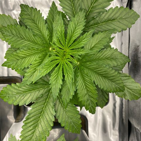 Royal Gorilla Automatic  growlog timeline photo