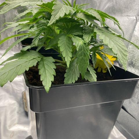 Royal Gorilla Automatic  growlog timeline photo