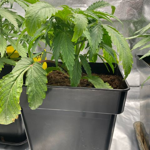 Royal Gorilla Automatic  growlog timeline photo