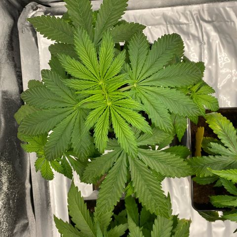 Milky Way growlog timeline photo