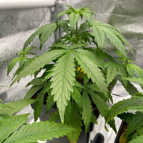 Milky Way growlog timeline photo