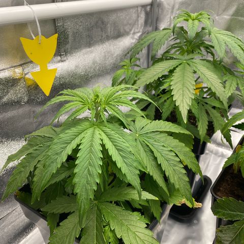 Milky Way growlog timeline photo