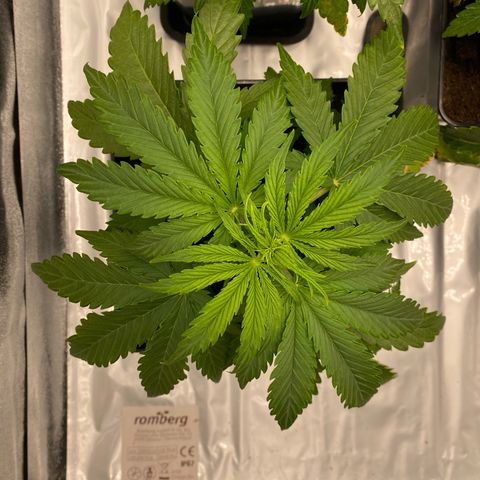 Milky Way growlog timeline photo
