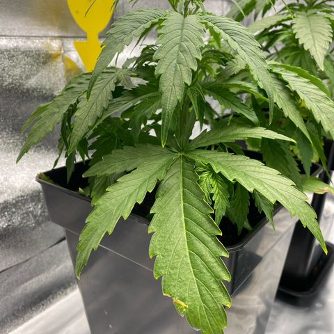 Milky Way growlog timeline photo