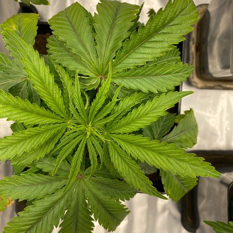 Royal Gorilla Automatic  growlog timeline photo