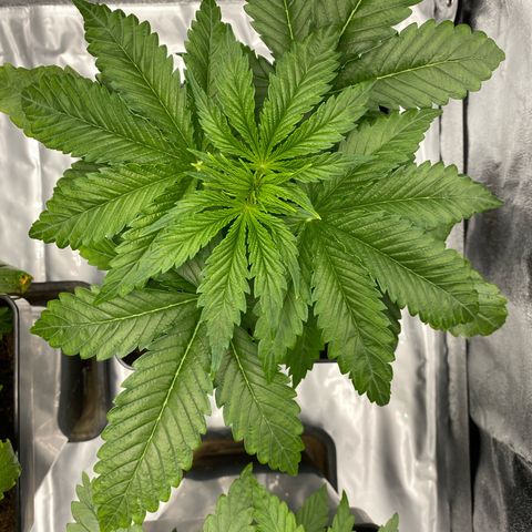 Royal Gorilla Automatic  growlog timeline photo