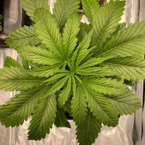 Royal Gorilla Automatic  growlog timeline photo
