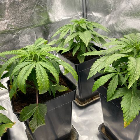 Royal Gorilla Automatic  growlog timeline photo