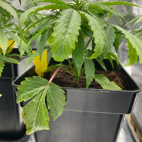 Royal Gorilla Automatic  growlog timeline photo