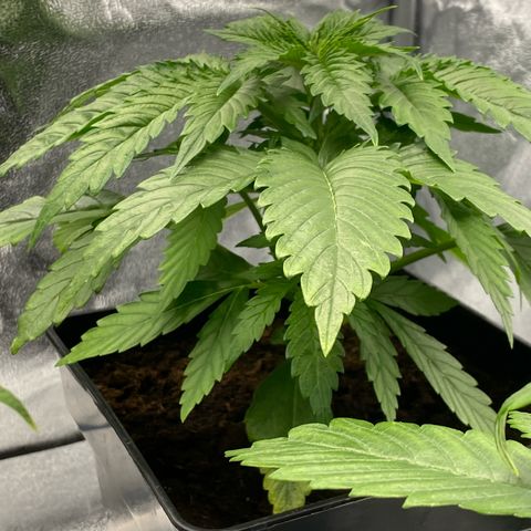 Royal Gorilla Automatic  growlog timeline photo