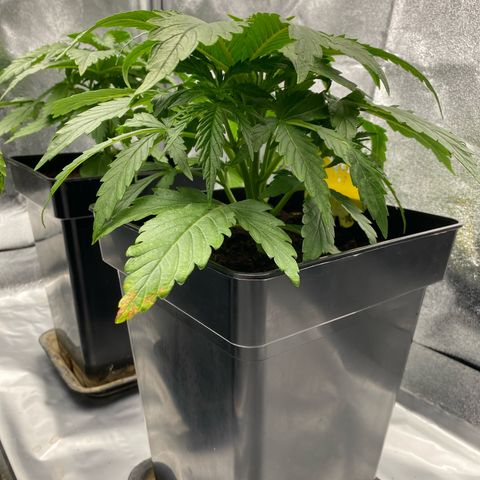 Royal Gorilla Automatic  growlog timeline photo