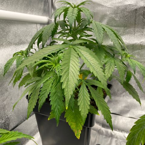 Milky Way growlog timeline photo