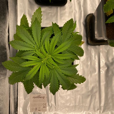Milky Way growlog timeline photo